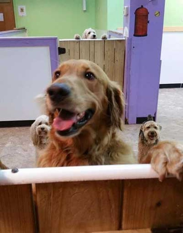 Cão da raça golden retriever fugiu de sua casa e foi visitar seus companheiros em spa canino (Foto: Reprodução/Facebook/Happy Dog Cafe & Boutique)