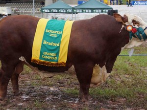 Animal será encaminhao à central de inseminação  (Foto: Divulgação)