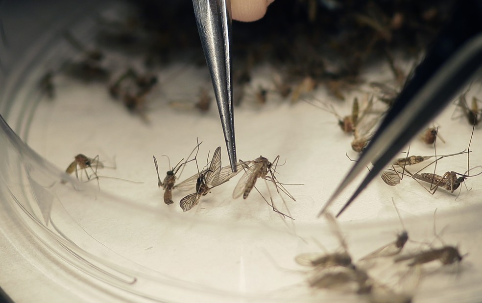 Mosquito Aedes aegypti é o tranmissor da zika, dengue e chikungunya (Foto: AP Photo/LM Otero, File)