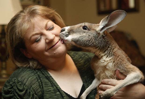 A americana Christie Carr mantém um canguru como animal de estimação no estado do Oklahoma (EUA). (Foto: Sue Ogrock/AP)