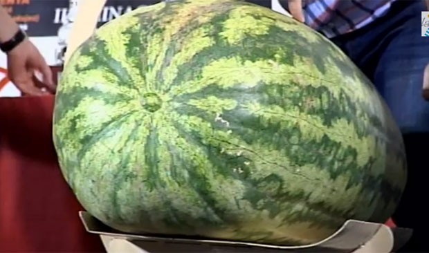 Primeiro lugar veio com uma melancia de 88,5 quilos (Foto: Reprodução/YouTube/Rtv la Serena)