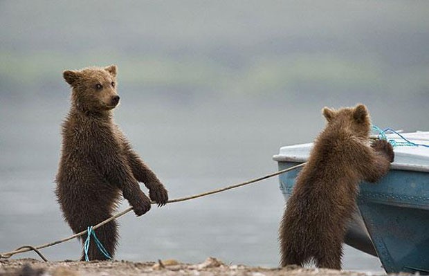 Ursos que imitam humanos  (Foto: reprodução)