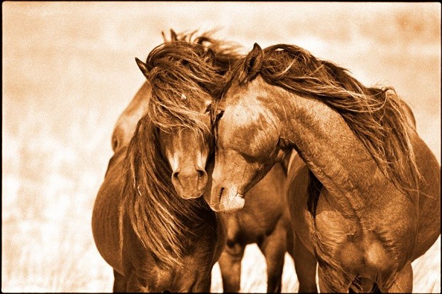 Locais onde pode aparecer o cavalo frísio!, Wild Horse Islands