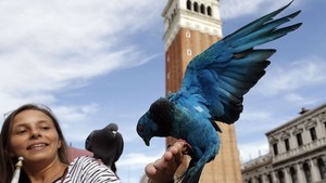 Artista prende pombos de Veneza em armadilhas que os deixam coloridos (Tony Gentile/Reuters)