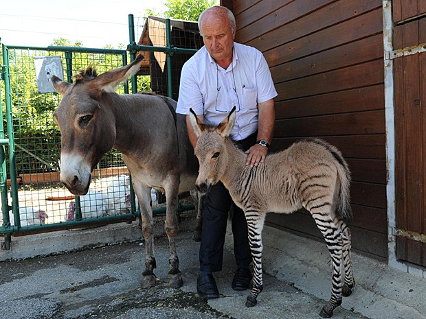  'Zonkey'  nascido há três dias é uma junção rara de asno fêmea e zebra macho (Foto: Carlo Ferraro/Ansa/Zumapress.com)