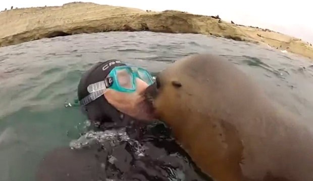 Foca fez um sucesso ao interagir com mergulhadores e dar até beijo em um deles (Foto: Reprodução/Imgur/Natsdorf)
