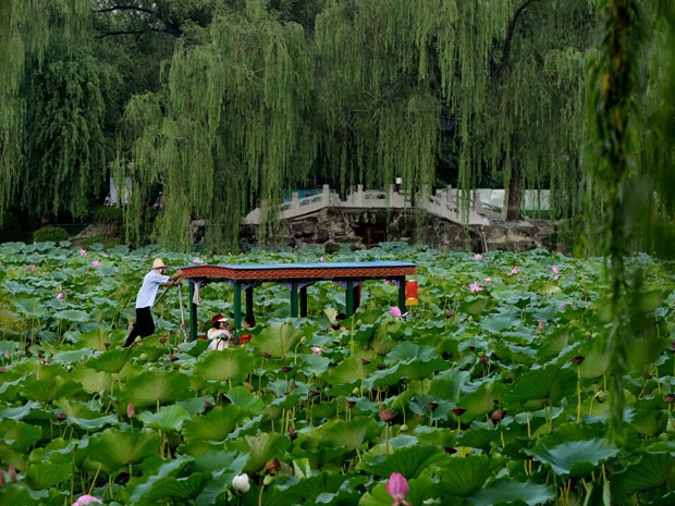 Passeio de barco no meio de plantas aquáticas em parque de Pequim (Foto: AP Photo/Andy Wong)