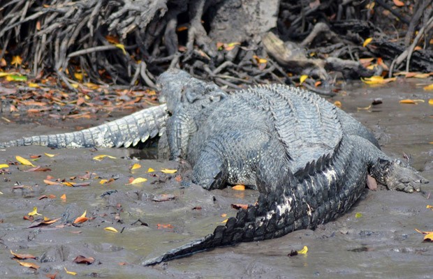 Pescador estima que crocodilo maior media 5 metros e crocodilo menor media 3 metros (Foto: Reprodução/Facebook/Warren Smith)
