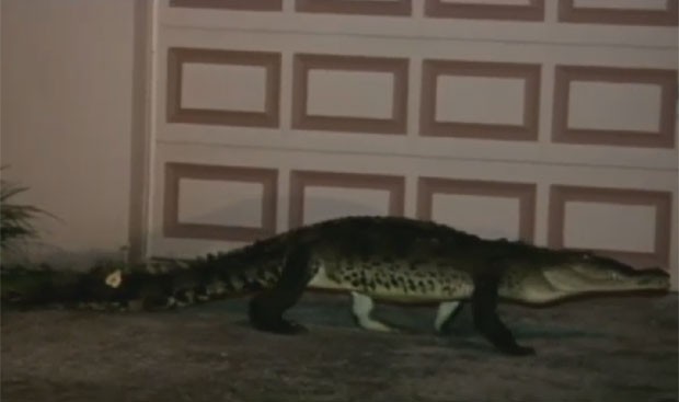 G Crocodilo De M Passeia Por Bairro E Assusta Moradores Nos Eua