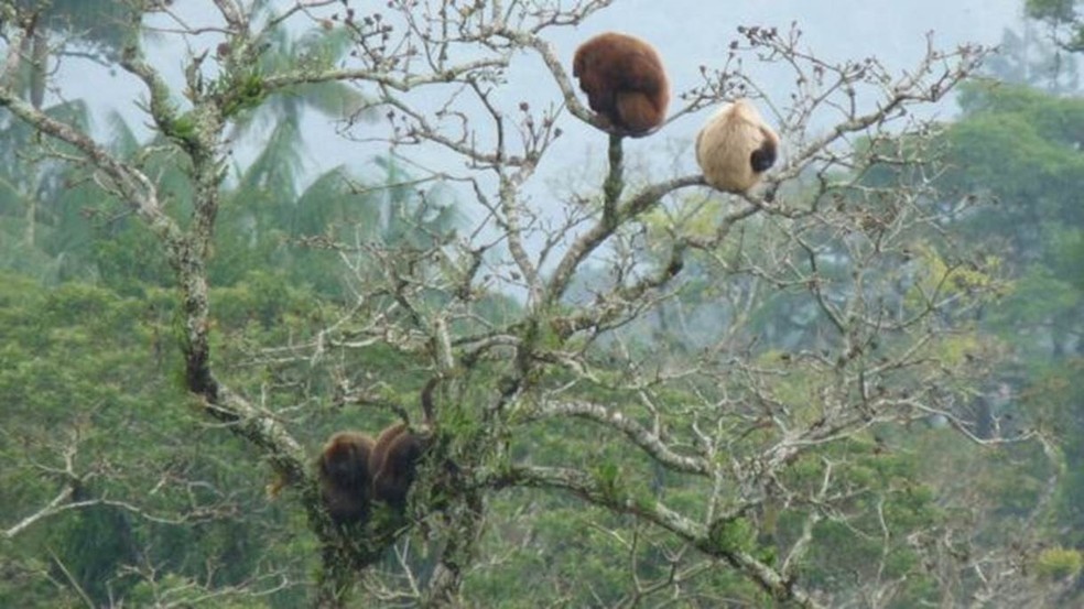 No Parque Nacional de Itatiaia, o bugio esbranquiçado é uma fêmea com falta de pigmentação causada por uma anomalia genética. Segundo o biólogo Izar Aximoff, a causa provável é a baixa variabilidade genética dos bugios no parque, dizimados por um surto de febre amarela em 1939 (Foto: Leonardo Campos)