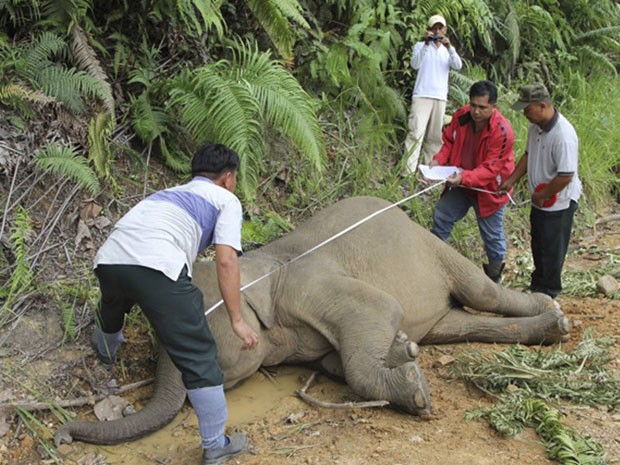 Filhote de elefante-pigmeu-de-Bornéu fica perto do corpo de sua mãe, encontrada morta por agentes ambientais da Malásia na última semana (Foto: Divulgação/Sabah Wildlife Department/Reuters)