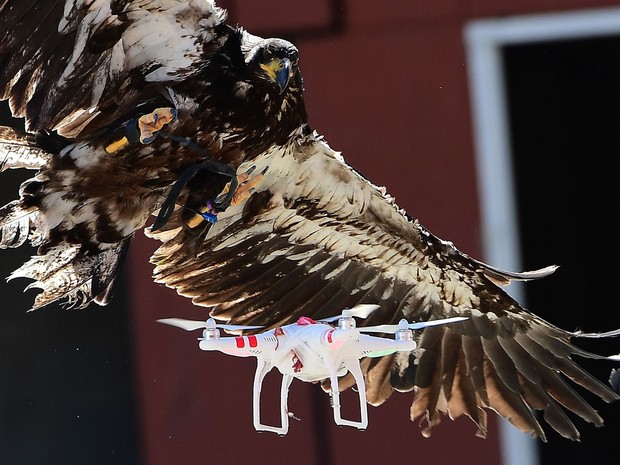 Águia usada para capturar drones é vista durante exibição na Academia Holandesa de Polícia em Ossendrecht, na segunda (12) (Foto: Emmanuel Dunand/AFP)