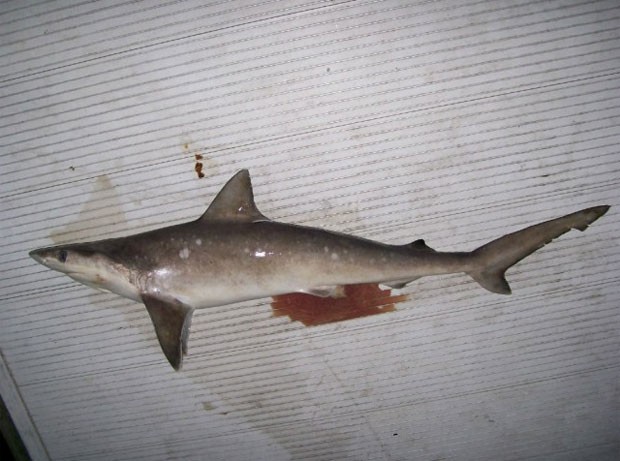 Tubarão foi achado em um lago de Guntersville. (Foto: Reprodução)