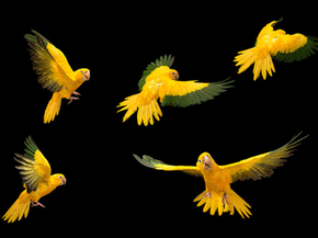 Exposicao Em Sc Mostra Passaros Em Extincao Fotografados Em Estudio Santa Catarina G1