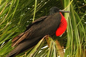 Fragata Fauna G1