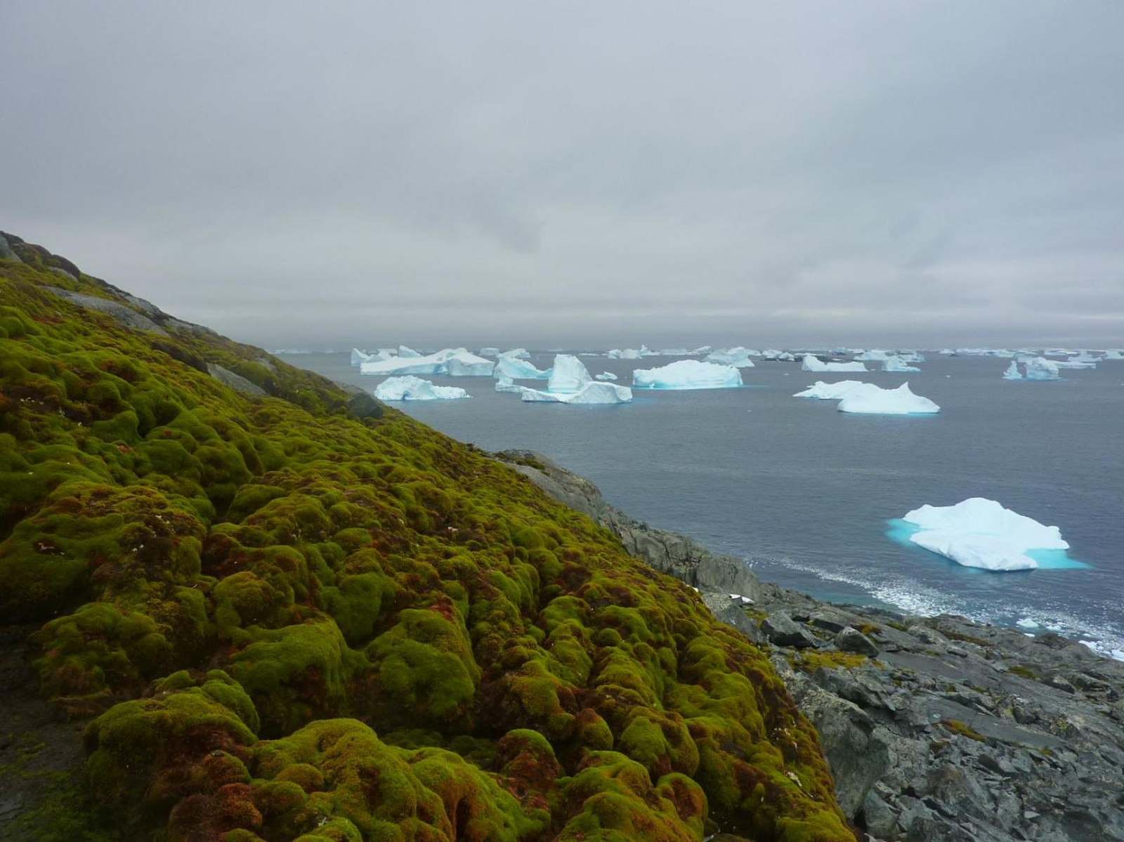 Musgos em ilha antártica com icebergs ao fundo (Foto: Matt Amesbury/Divulgação)