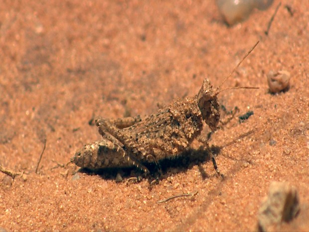 Gafanhoto-das-areias é encontrado no Oeste do estado (Foto: Reprodução/RBS TV)