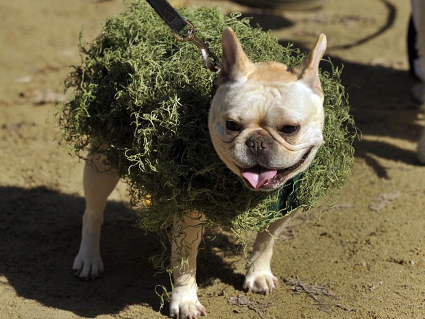 Desfile de Halloween canino é o maior do gênero nos EUA (Foto: AFP)