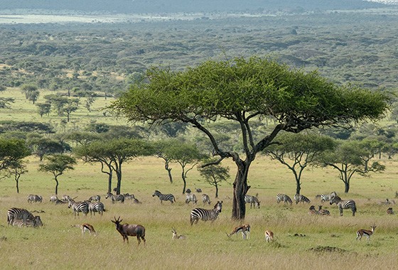 Quase metade das zebras-de-planície da África – da subespécie Equus quagga boehmi – vivem no Parque Nacional Serengeti, na Tanzânia (Foto: © Haroldo Castro/ÉPOCA)