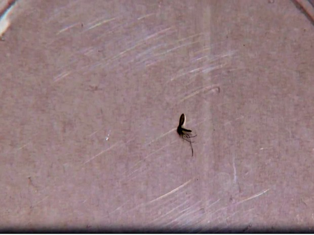 mosquito-palha, flebótomo, leishmaniose, Sul de Minas (Foto: Reprodução EPTV/Tarciso Silva)