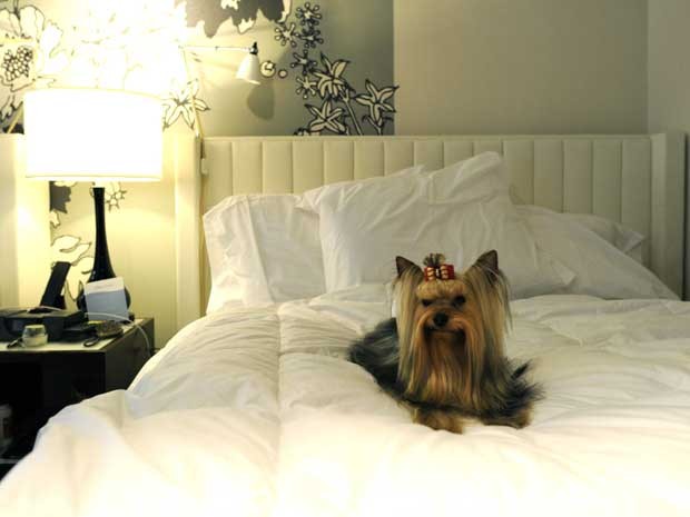 Cachorro em quarto de hotel (Foto: Timothy A. Clary/AFP)