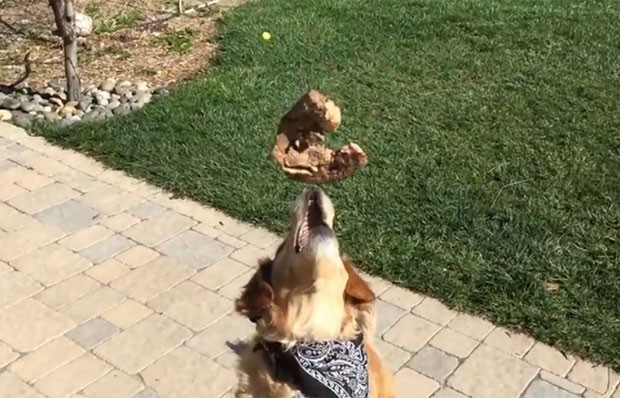 Cão