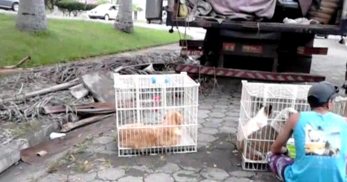 Três cães morrem durante viagem para Ubatuba em caminhão baú - Globo.com