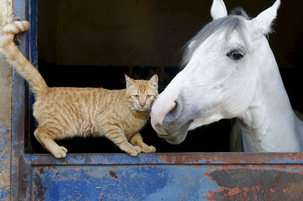 Gato e cavalo foram fotografados durante momento meigo  (Foto: Mohamed Azakir/Reuters)