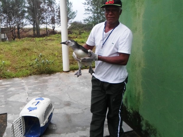 Pinguim foi encontrado por banhistas e está recebendo tratamento em Ilha Comprida (Foto: Cristian Negrão / Arquivo Pessoal) Pinguim foi encontrado por banhistas e está recebendo tratamento em Ilha Comprida (Foto: Cristian Negrão / Arquivo Pessoal)