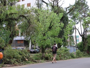 Moradores de Porto Alegre encontram árvores caídas por todos os lados (Foto: Joyce Heurich/G1 RS)