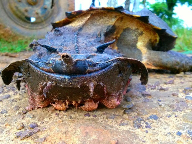 Biólogo da Ufac diz que tartaruga é, popularmente, conhecida como matamatá (Foto: Edson Souza/Arquivo pessoal)