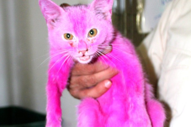 Gato com pelos tingidos de rosa foi flagrado à venda em mercado no Bahrein (Foto: Reprodução/Facebook/The Great Animal Rescue Chase & Harmony Fund)