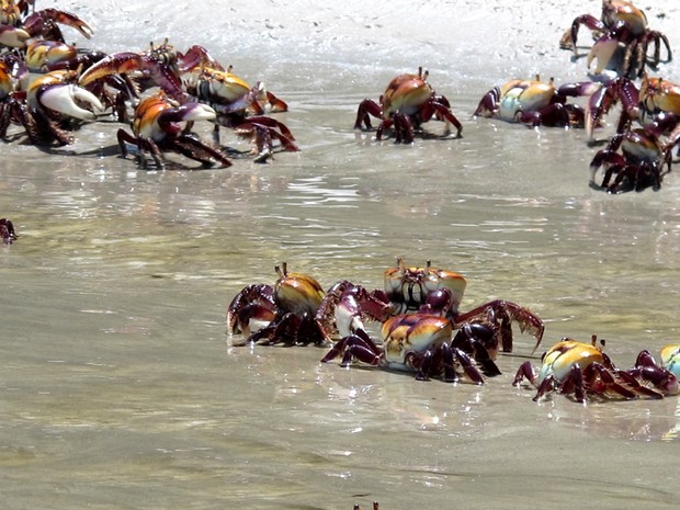 Animais morreram ao entrar em contato com a água salgada do oceano (Foto: Mariane Rossi/G1)