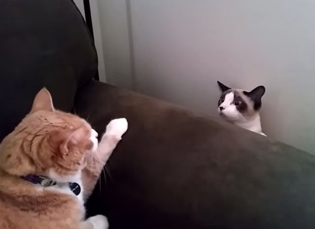 Troca de olhares entre gatos virou hit após bichano soltar encarada feroz para outro animal (Foto: Reprodução/YouTube/Ben Frisch)