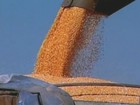 Quebra da produção americana mantém preço do milho em alta