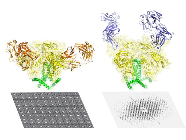  A proteína que envolve o HIV há muito tempo é considerada um dos alvos mais difíceis em biologia estrutural, e de grande valor para a medicina, particularmente para o desenvolvimento de uma vacina conta HIV. Na imagem, a proteína aparece conectada a anticorpos. (Foto: Cortesia do Wilson lab/The Scripps Research Institute.)