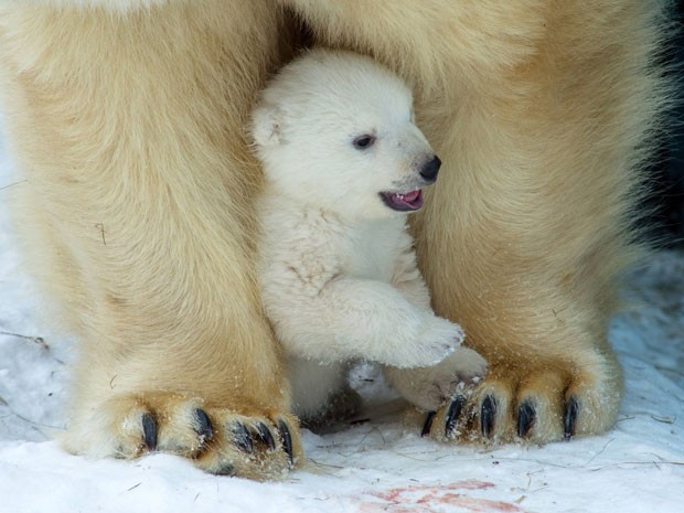O filhote brinca com a mãe em zoológico da Rússia (Fot Ilnar Salakhiev/AP)