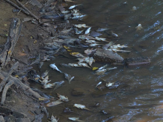 Peixes são encontrados mortos devido ao baixo nível de rio em Amparo (Foto: Osni Machado/ PMA)