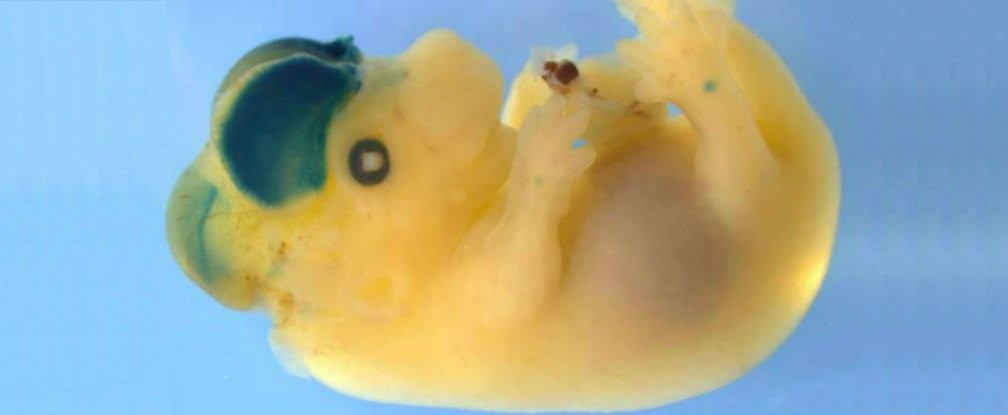 Um dos embriões com cérebro aumentado (Foto: universidade duke)