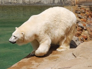 Urso Wang, companheiro de Geebee, está em luto (Fot Johannesburg City Parks and Zoo/Divulgação)