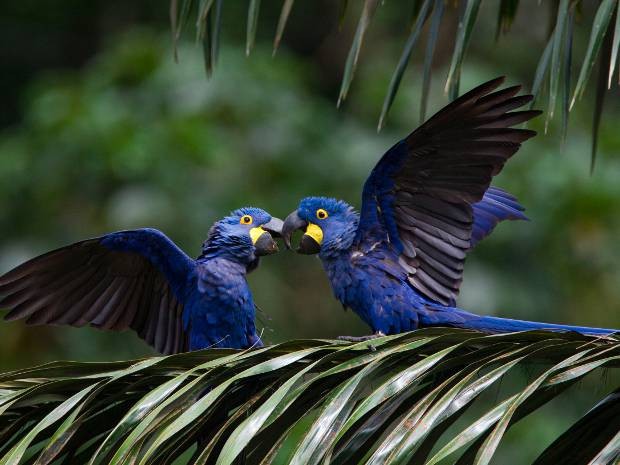Projeto visa a conservação da arara-azul. Pará (Fot Divulgação/ João Marcos Rosa)