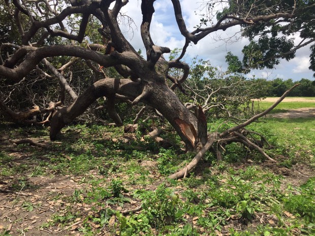 Árvores derrubadas após fortes ventos em Camocim, no Ceará (Foto: Divulgação/Defesa Civil de Camocim)