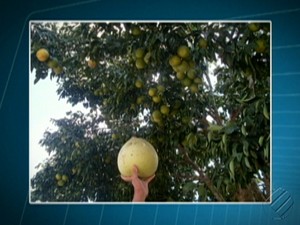 Laranja Gigante Marabá 02 (Foto: Reprodução/ TV Liberal)