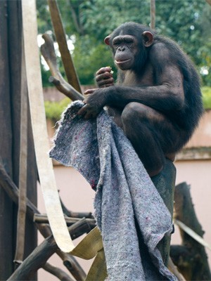 Macacos usam o coberto para se aquecer e brincar (Foto: Carlos Nader/ Zoo-SP)