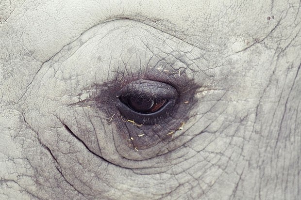 Olhar de um rinoceronte (Foto: Oscar Ciutat/Creative Commons)