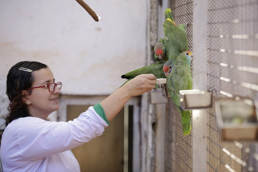 Erica conta que existem outras aves no viveiro, como o papagaio Rodocorita (Foto: Instituto Pauxi Mitu / Divulgação )