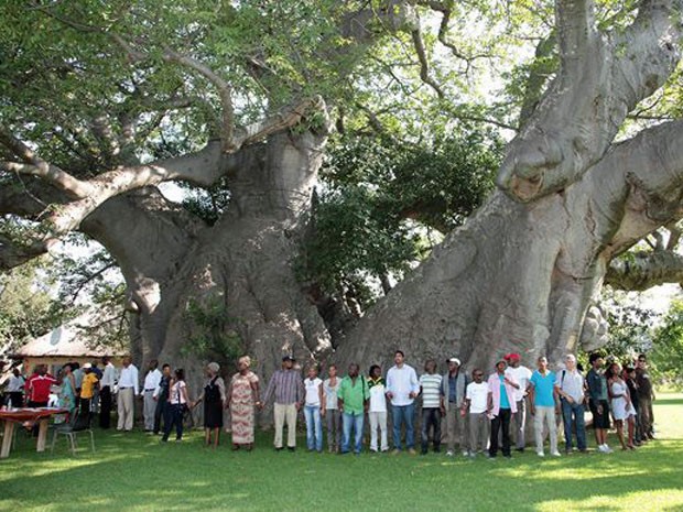 Árvore tem 47 m de circunferência e 22 m de altura (Foto: Big Baobab/Divulgação)