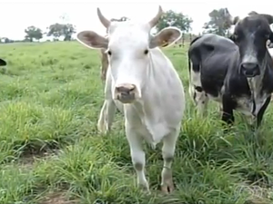 As minivacas podem produzir mais leite que as vacas tradicionais (Foto: Reprodução/TV Anhanguera)