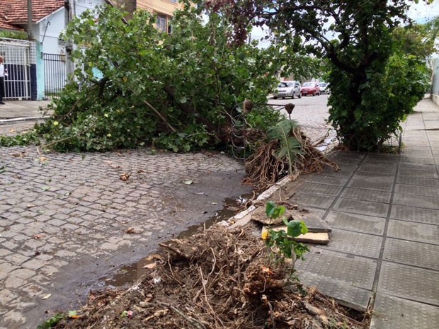 Árvore caiu no bairro de Santo Amaro, no Recife, por trás da Assembleia de Deus (Foto: Kety Marinho / TV Globo)