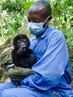 Bebês gorilas órfãs levantam temor de onda de tráfico na África (AFP/LuAnne Cadd/Virunga National Park)